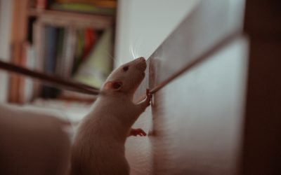 ¿Cómo eliminar una plaga de ratas?