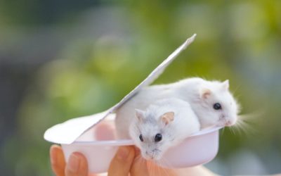 Tipos de plaga de ratas y como acabar con ellas